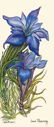 Gencianas